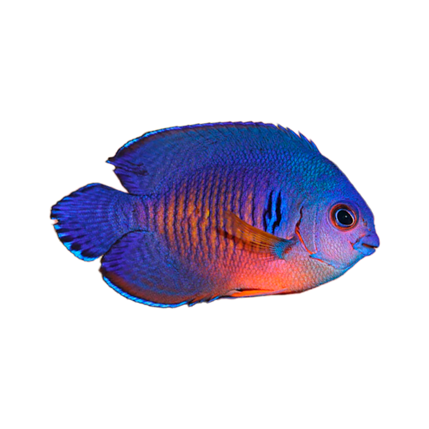 Imagem do peixe Anjo Escuro